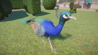 Planet Zoo: Indian Peafowl