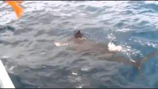 CatchStat | Offshore World Championship Fish #18447