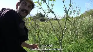 La foresta commestibile di Sicilia | RSI Info