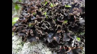 Peltigera malacea, commonly called veinless pelt or felt lichen, Greece  31.1.2019