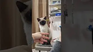 Когда фокусы сбивают вашу кошку с толку