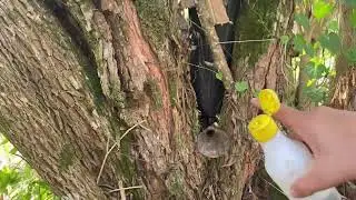 Fui checar minhas iscas de Jataí na mata e olha o que eu encontrei! ⚠️