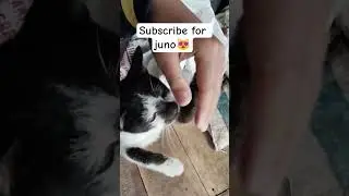 You Can&rsquo;t Ignore This Cat Begging for a Subscribe 😂#cats #shorts