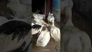 খাবার খাইতেছি পরে ভিডিও করতে আইসো😋😋
