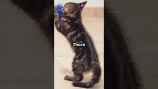 #facts Pawsome Facts: Discover the Unique Anatomy of Cat Paws!