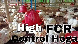 High FCR Problems in Poultry Farming.