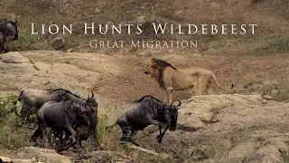 Male Lion Hunting Wildebeest During the Great Migration in Africa