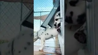Impatient puppies try to squeeze through pet door all at once