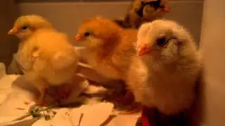 New Chicks!