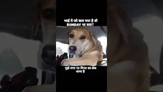 Doges bhai..😢 #viral #trending #shorts #video #funny #doges