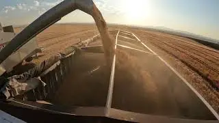 Gleaner R72 Harvesting Wheat 2022