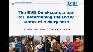 The BVD Quickscan, a tool for determining the BVDV status of a dairy herd