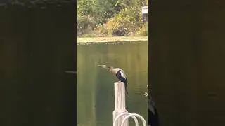 Birds&hearts;️ #shortsfeed #viral #nature #birdslover #birding #anhinga #birdwatching #shorts #short
