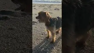 Big decisions&hellip; dog sunrise beach walk #yorkie #florida #dogs