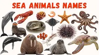 Ocean Animals and Reptiles for Kids |  Sea Creatures, Snakes & Turtles | Learning Video #SeaAnimals