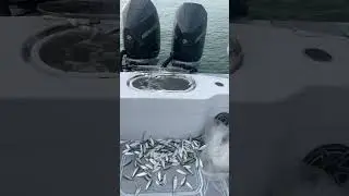 Looks like I&rsquo;m making chum #pilchards #livebait #fishing