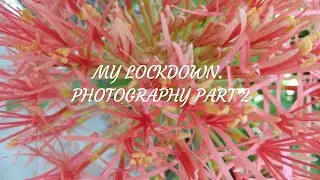 My  lockdown photography part-2