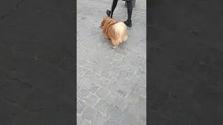 Wow 🐕He is so beautiful🐶#shorts #dog #chien #paris #viral #trending #france #love#walk # march&eacute;
