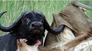 الحياة البرية كم هيا قاسية على الضعفاء .#WildlifeDocumentary #NatureDocumentary