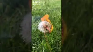 Burning dandy seeds ❤️😂 #shorts #youtubeshorts