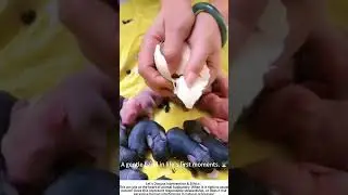 A Helping Hand: Assisting a Newborn Rabbit 🐣