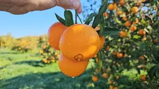 لماذا تُعد فاكهة نافيل 🍊 بركان الأفضل بالمغرب؟ 