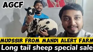 New beautiful lot of long tail sheep #agcf #sheep #tranding #viral #livestock #mandiupdates #karachi