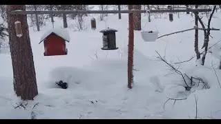Lapin talvilinnut - Winter birds of Lapland