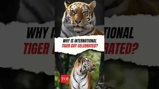 International Tiger Day: All you need to know