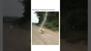 dog stops Tornado from forming 🌪️