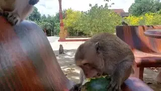 King monkey - eating watermelon 🍉 I MrKTV Monkey