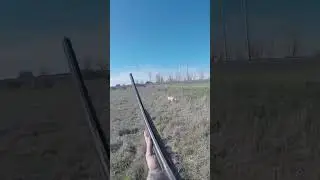 Upland bird hunting #hunting #divebomb #sitka #birdhunting #calmdown #music #musica #love
