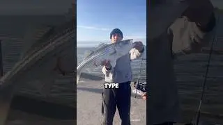 Huge Striped Bass Caught In Bay Area #shorts #bassfishing #fishing #food #outdoors #love