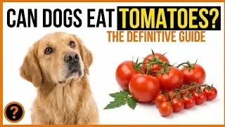 Can Dogs Eat Tomatoes? Safe or Dangerous? Benefits, Risks, and Vet Advice