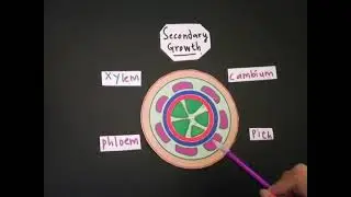 PLANT STRUCTURE AND FUNCTION