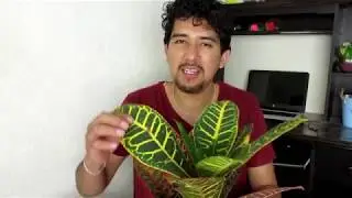 Cuidados de una Planta CROTO PETRA
