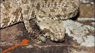 Spider-tailed horned viper | hunting bird | amazing vedio | must watch