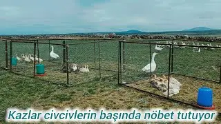 Yerli ırk dişi kaz başına 27 yumurta / Kazlar civcivlere sahip çıkıyor #goose #farm