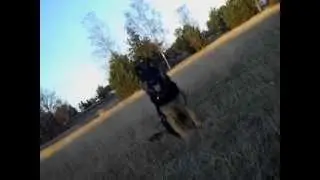 Mijn Oud Duitse Herder Wolfje: een hond uit de duizend!