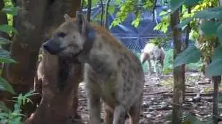 Spotted hyenas