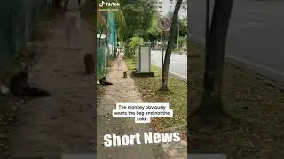 Hilarious Moment Student Tries To Trade Can Of Coke With Cheeky Monkeys Who Stole His Bag