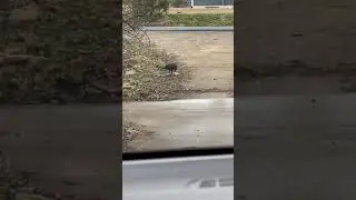 Crow eating chicken