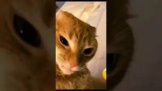 Vazei vish sem querer vazei