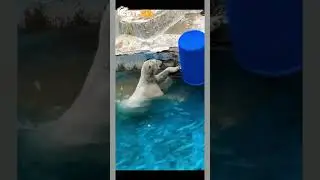 Nila Drum #shortsfeed #shorts #indianstray #trending #viral #meme #memes #funny