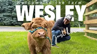 Watch As Wesley Arrives: An Extraordinary Breech Calf Birth!