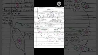 Zoology notes bsc 1st semester #leishmania #bsc #1stsemesterexam #shorts #2024