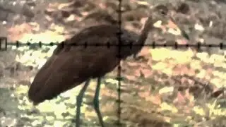 Cuida menino mais uma caçadinha nas Juriti                      com frito garantido com ela #pr900w
