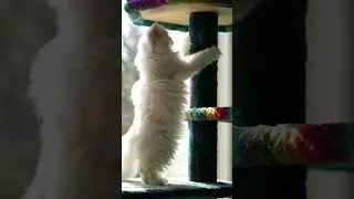 Table Trouble 🐱💪 | Pretty Kitty&rsquo;s Climbing Challenge