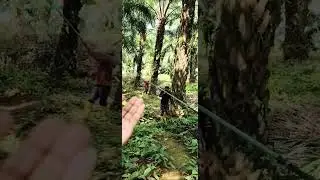 Palm oil file cutting video blog video Malaysia Masti #bloging #videos #malaysia #FGV #company