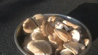 Define Bumper Crop